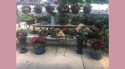 Country Colors Greenhouse