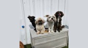 Coastal Canine Daycare