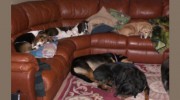 Clark's Canine Camp
