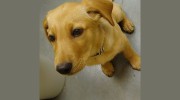 Twin Creek Animal Hospital