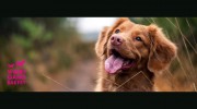 Woof Gang Bakery & Grooming Fleming Island