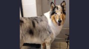 Heavenly Angels Pet Grooming