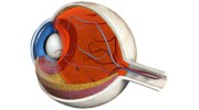 Cargill Eyecare Wexford