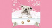 Bubbly Bulldog Grooming