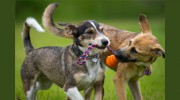 Eastern Shore Pet Resort