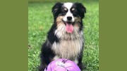 Country Roads Pet Sitting