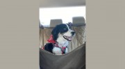 We Let The Dogs Out