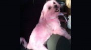 Paw Envy Mobile Dog Grooming