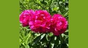 Ridge Road Garden Center