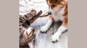 Pet Pleasers
