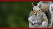Roger's Wildlife Control Services