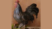 Rusty Rooster