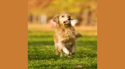 Methow Valley Veterinary Hospital