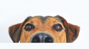 Shear It Up Dog Grooming