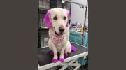 Le Pooch Grooming & Boutique