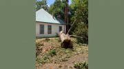 Ramos Tree Services