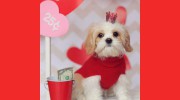 Right At Home Pet Service