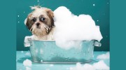 The Hairy Hound
