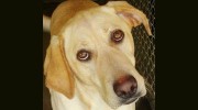 Companion Animal Hospital