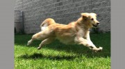 It's A Dog's Life