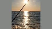Boston Fish Tales