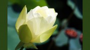 Susan Quinn Therapist & Life Coach