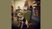 Mrs. Wooferton's Dog Walking & Pet Sitting
