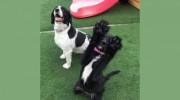 D'Tails Pet Care