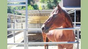 All Seasons Horse Riding