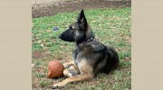 Oggie Doggie's Dog Walking Service