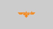 Siebird