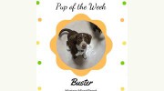 Woof Pet Resort