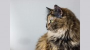 Lakeview Pet Care
