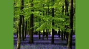 ABC Consulting Arborists