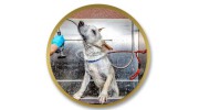 Mobile Dog Wash
