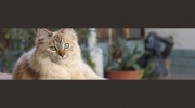 The Cat Lady