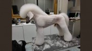 Well Groomed Pet Spa & Retreat