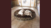 Friendly Paws Pet Care