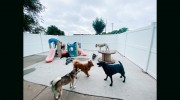 Fun City Dogs
