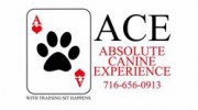 Absolute Canine Experience