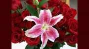 Alsaker Floral