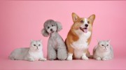Beloved Pet Nanny