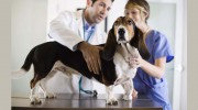 My Pet Animal Hospital