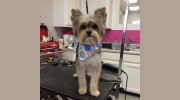Laura's Pet Grooming