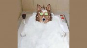 Mobile Dirty Dog Grooming