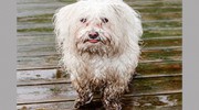Soapy Dogs Mobile Pet Grooming