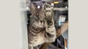 Happy Tails Pet Resort