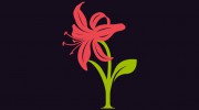 LilyRoot Flowers