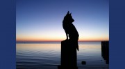 Leash Up Dog Walking & Pet Care