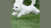 PAWS Of Brookhaven